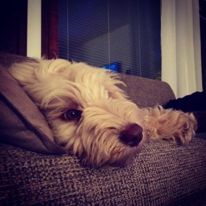 Lazy day at the sofa